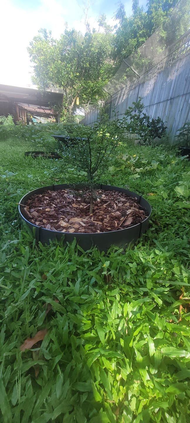 Customer photo review of Finger Lime - Tom Thumb RESTRICTED TO QLD