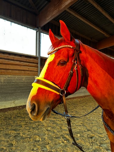 Customer photo review of Harmony Bridle - anatomische gebisslose Trense mit Crystal Stirnband