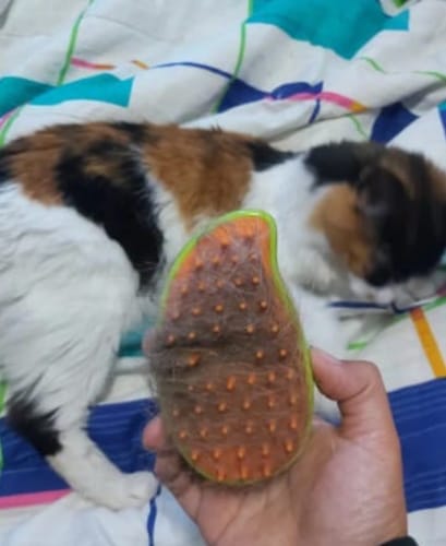 Customer photo review of Pet Spa™ • 3 in 1 Dampfbürste