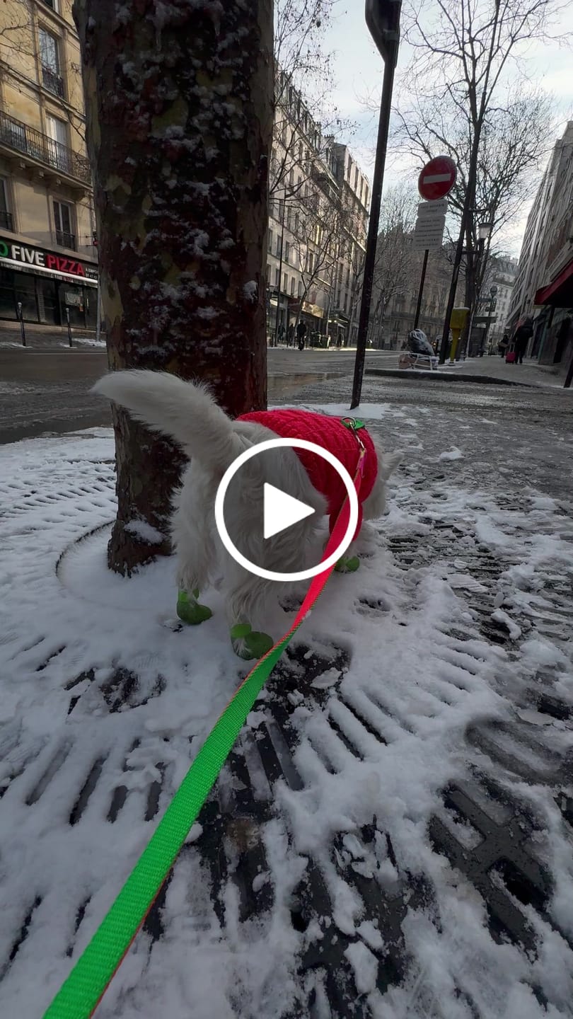 Customer video review of Memphis Leash