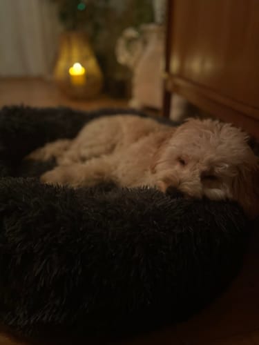 Customer photo review of CalmBed - Motverkar stress & hjälper mot ångest