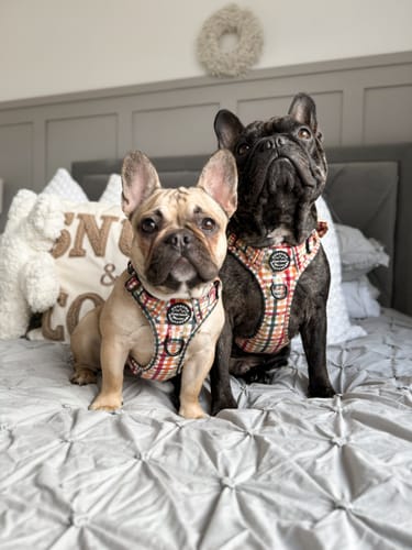 Customer photo review of Tough Trails™ Harness - Plaid Pup