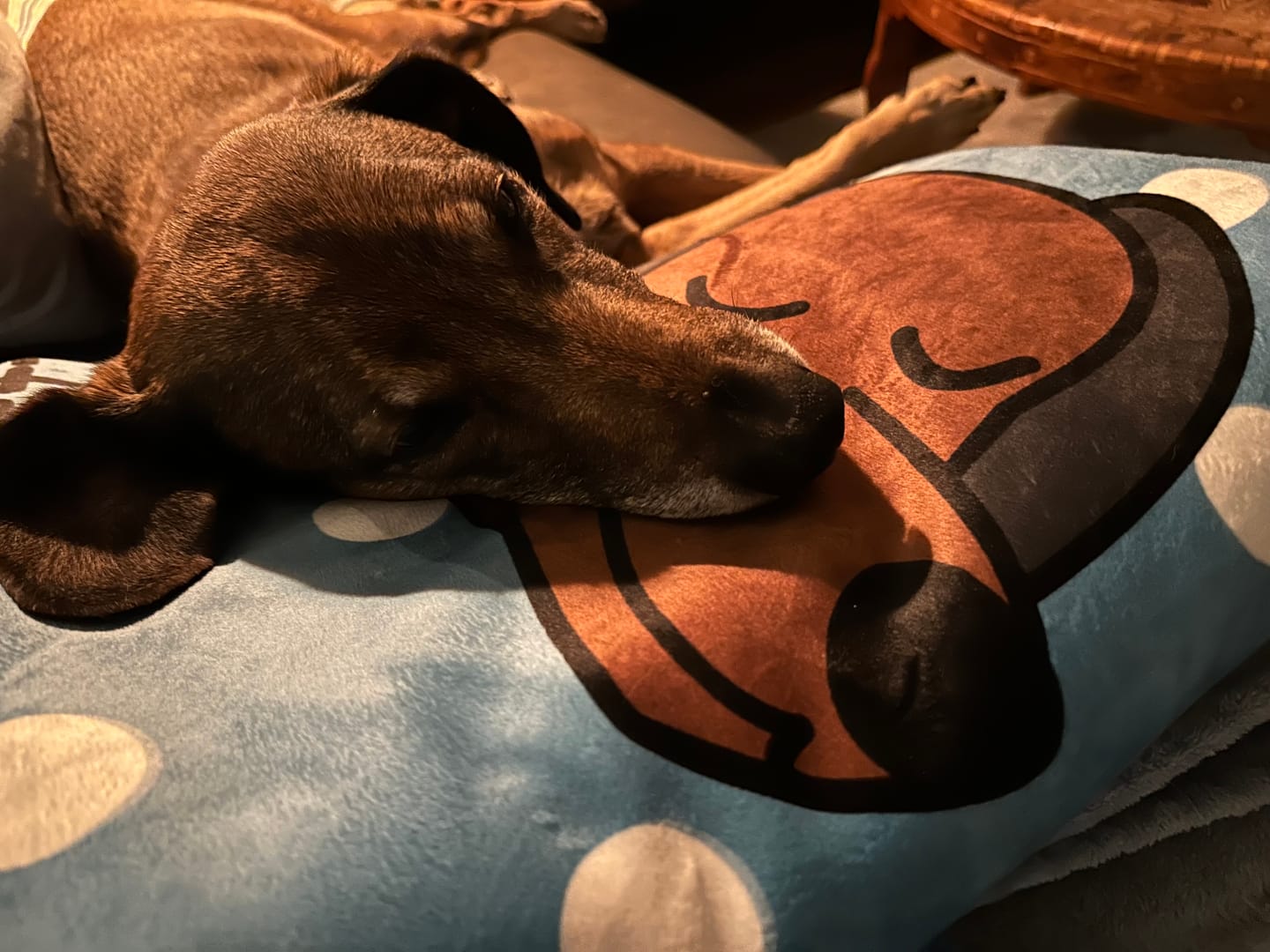 Customer photo review of Kuschelzeit mit Fellnasen Single - Individuelle Decke