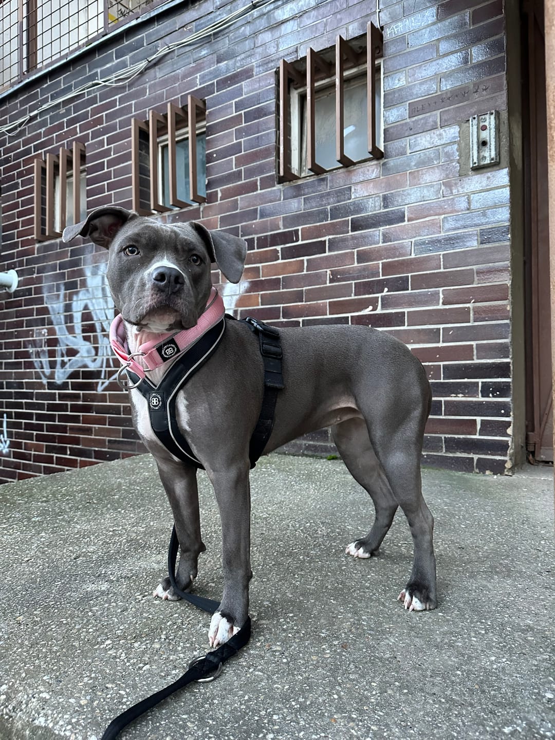 Customer photo review of 4cm Slip on Collar | Soft Padded & Reflective - Pink v2.0