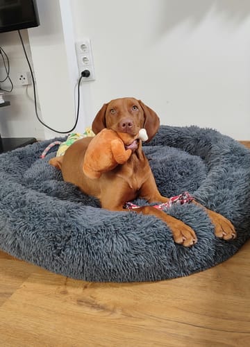 Customer photo review of Belune® Flauschiges Hundebett mit waschbarem Bezug