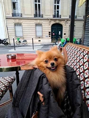 Customer photo review of Сarrying Pony bag brown