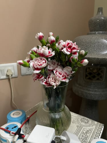 Customer photo review of Spray Carnations