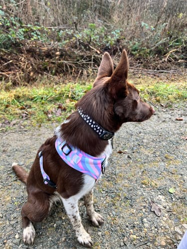 Customer photo review of Adjustable Harness Lucky Dip