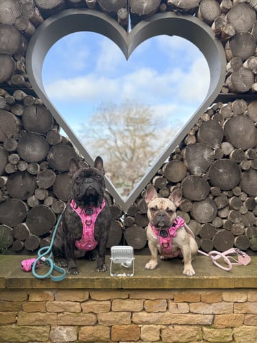 Customer photo review of Tough Trails™ Harness - Candypop