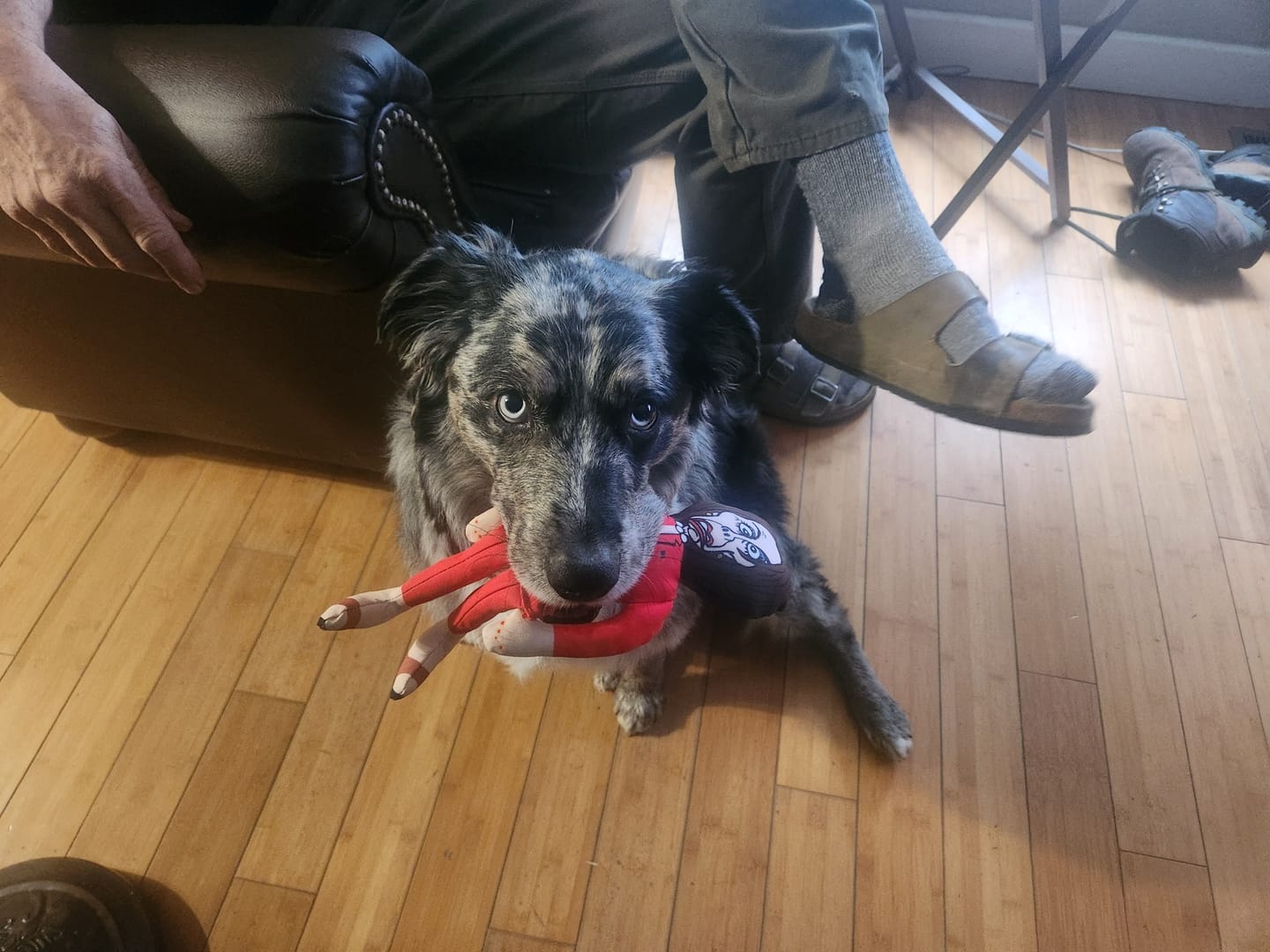 Customer photo review of Joe Biden Kamala Harris & Nancy Pelosi Starter Pack Tough Plush Dog Chew Toys with Squeakers - Official Republican Dogs