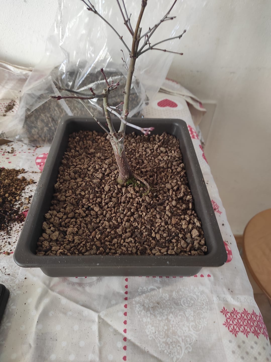 Customer photo review of VASI BONSAI PLASTICA RIGIDA PROFESSIONALI