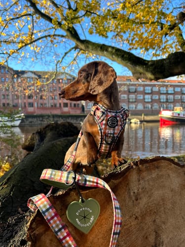 Customer photo review of Tough Trails™ Harness - Plaid Pup