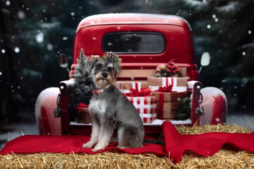 Customer photo review of Kate Christmas Outdoor Red Car Gifts Backdrop for Photography