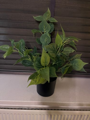Customer photo review of Dieffenbachia Kunstplant 45cm