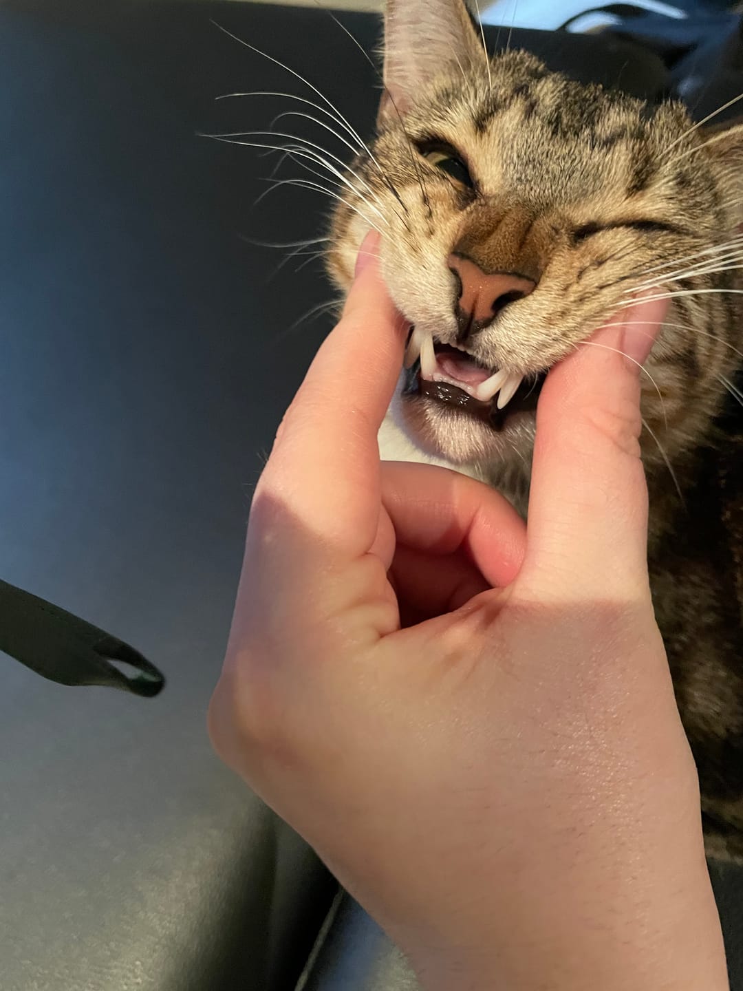 Customer photo review of RYERCAT Dual Sided Cat Toothbrush (Australia)