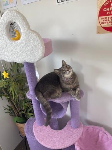 Customer photo review of Fantasy Series Climbing Frame Cat Tree - Sparkling and cloudy