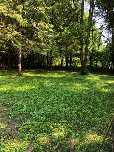 Customer photo review of LIQUID COURAGE™ 7-17-4 FOLIAR FERTILIZER