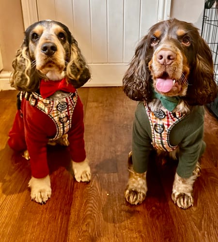 Customer photo review of Tough Trails™ Harness - Plaid Pup