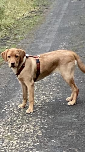 Customer photo review of Premium Hundegeschirr gepolstert | Kennfäden