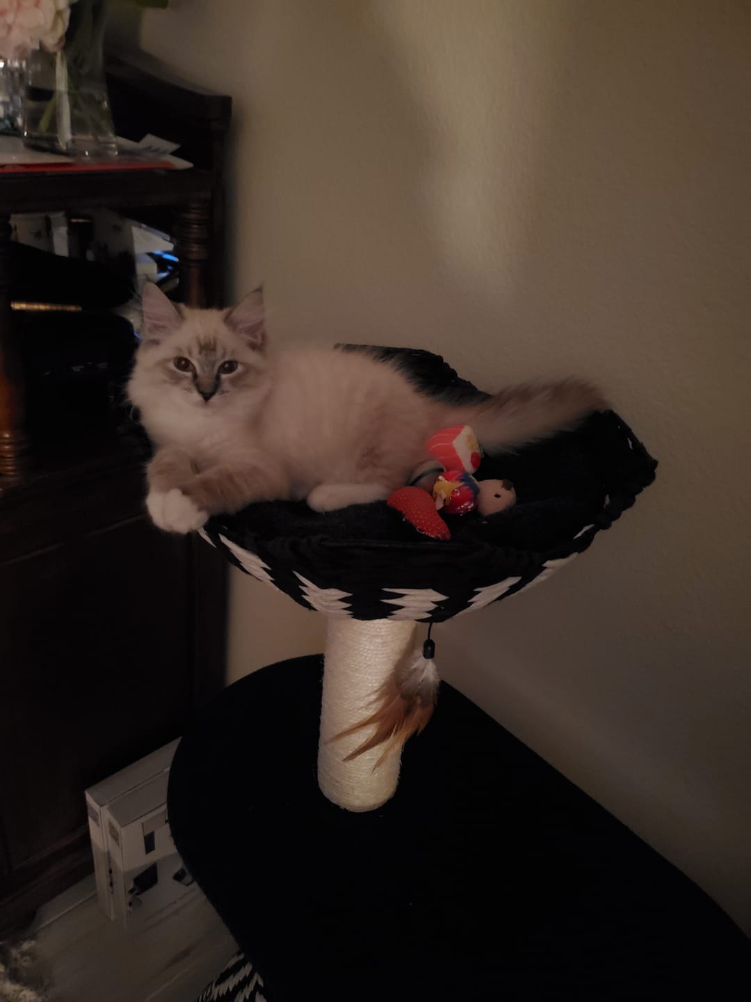 Customer photo review of Cat Allergy Relief & Immune Support