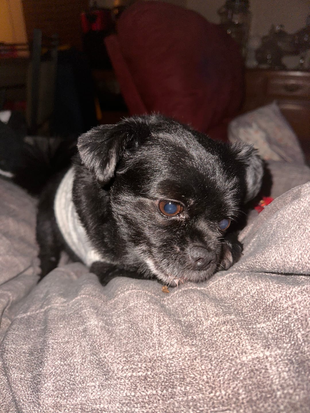 Customer photo review of Ostrich Sausages with Rooibos. Hypoallergenic Skin Soothing Rooibos Dog Treats - Savannah, 3oz