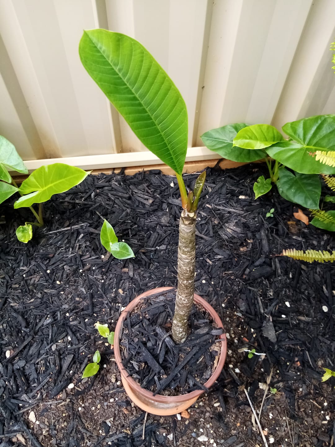 Customer photo review of Frangipani