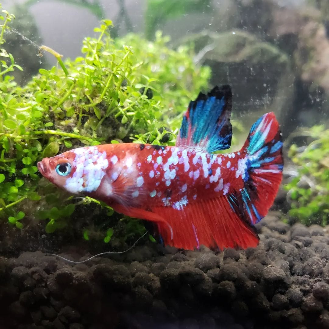 Customer photo review of Koi Red Galaxy Male Betta Fish High Grade | Buy 4 Get 1 Free | Mystery Betta