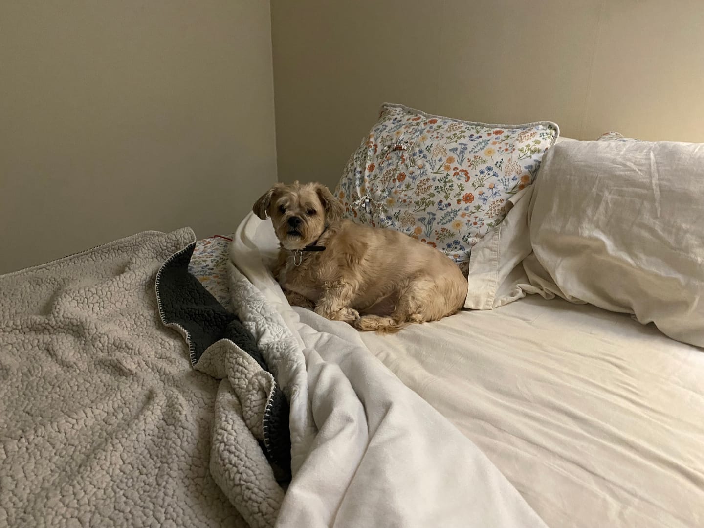 Customer photo review of Advanced Mobility Support + Satiety by Royal Canin