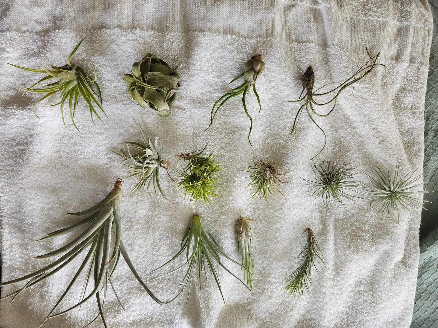 Customer photo review of B Quality Greenhouse Mix 10 Plant Pack