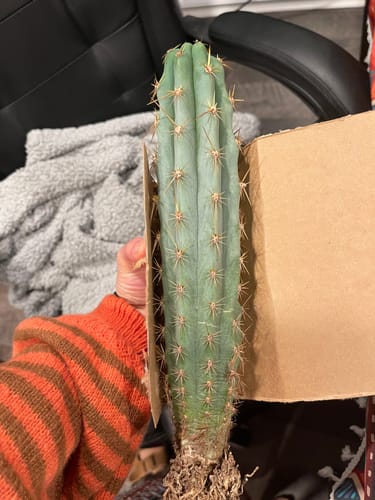 Customer photo review of Peruvian Torch Cactus | Trichocereus peruvianus | Echinopsis peruviana