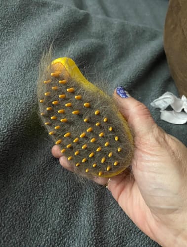 Customer photo review of PetGlo Steam Brush