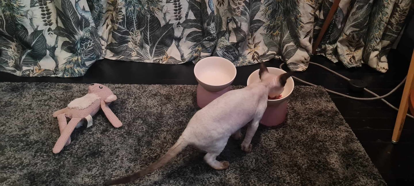 Customer photo review of Makesure Sugar Bean Ceramic Double Pet Bowls For Cat and Small Dogs