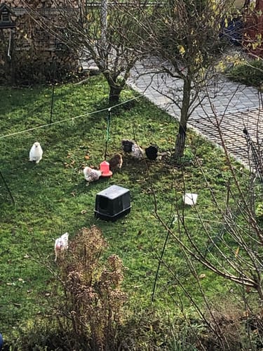 Customer photo review of BSF Larven - getrocknete Soldatenfliegenlarven