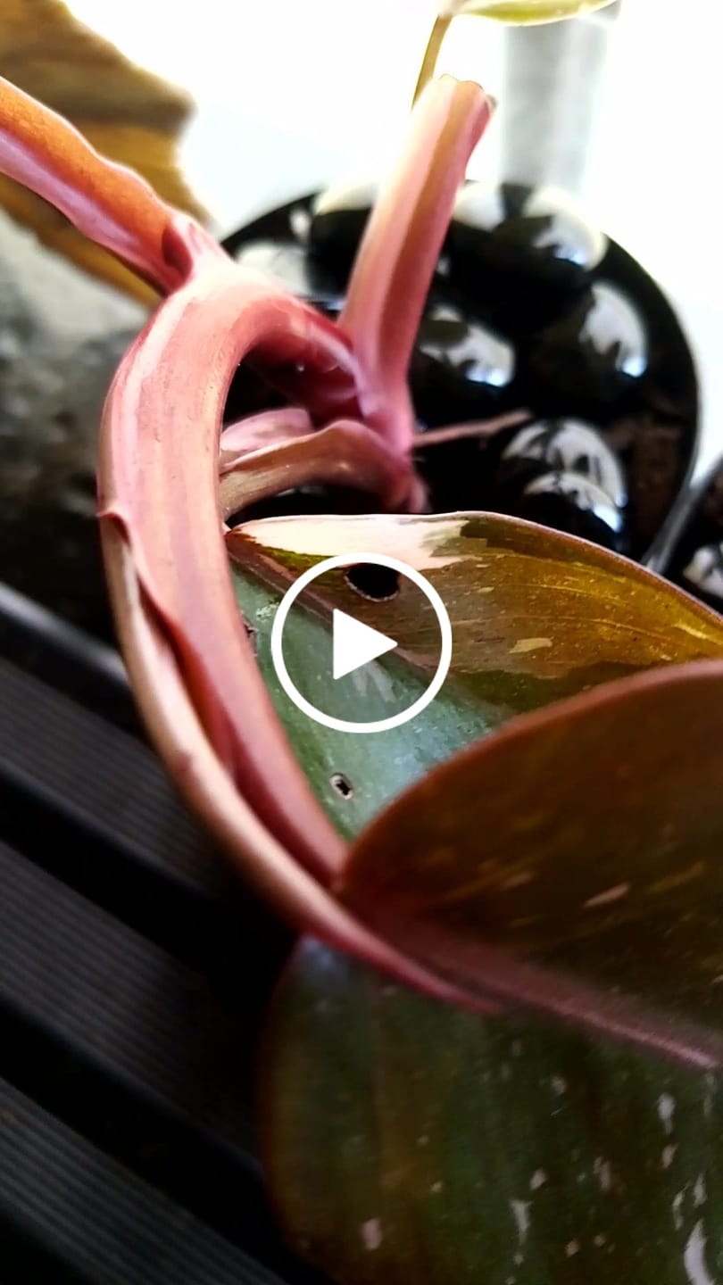 Customer video review of Pink Princess | Philodendron