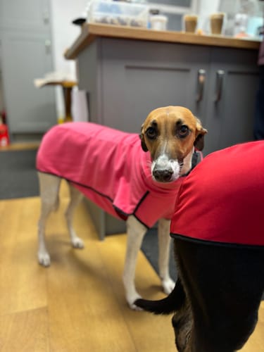 Customer photo review of Fleece Sighthound Base-Layer Coat with Underbelly and Snood