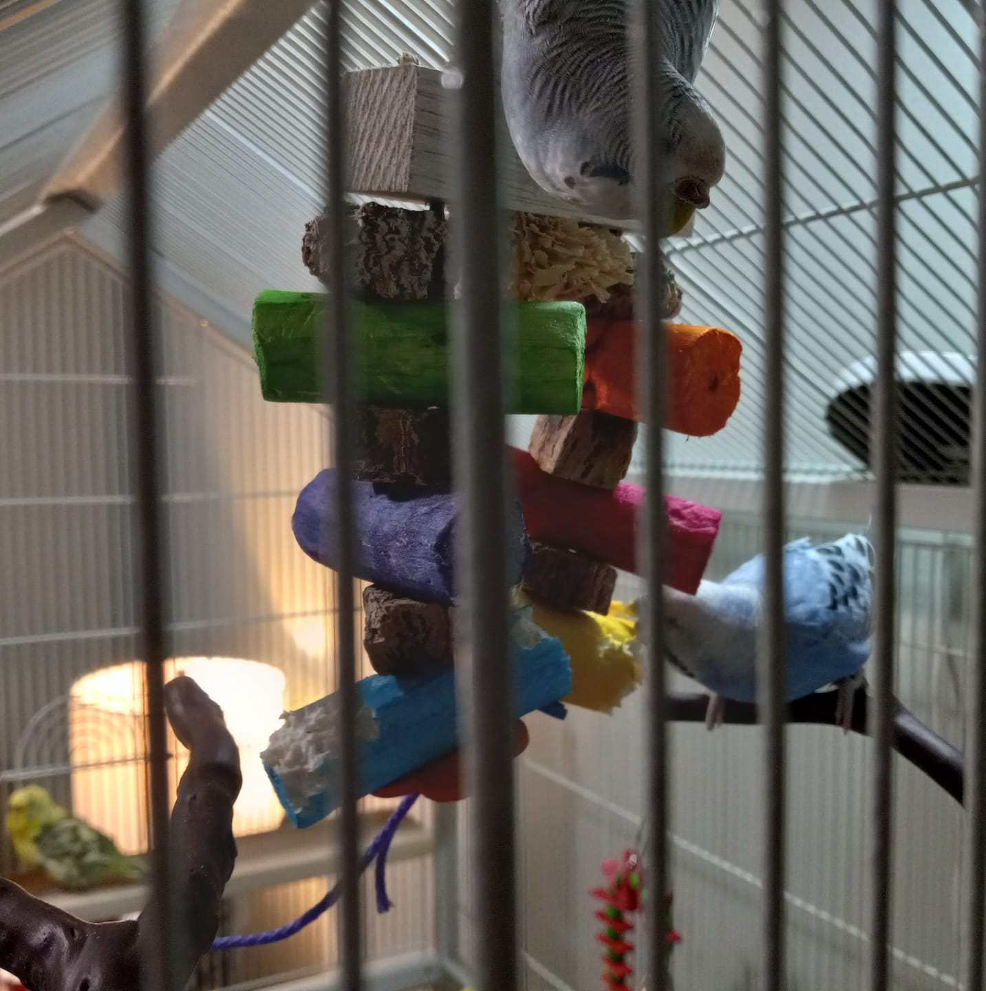 Customer photo review of Sola Surprise - Super Bird Creations