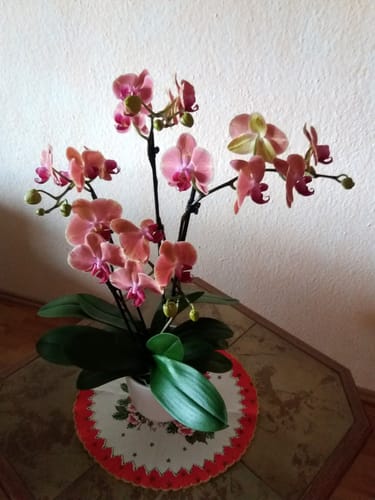 Customer photo review of Große Two of Us Maribor mit orangenen Blüten und 4+ Stielen