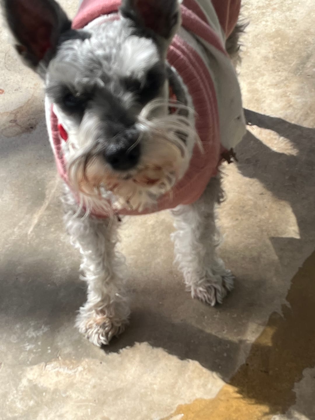 Customer photo review of Dog Allergy & Immune Support Remedy