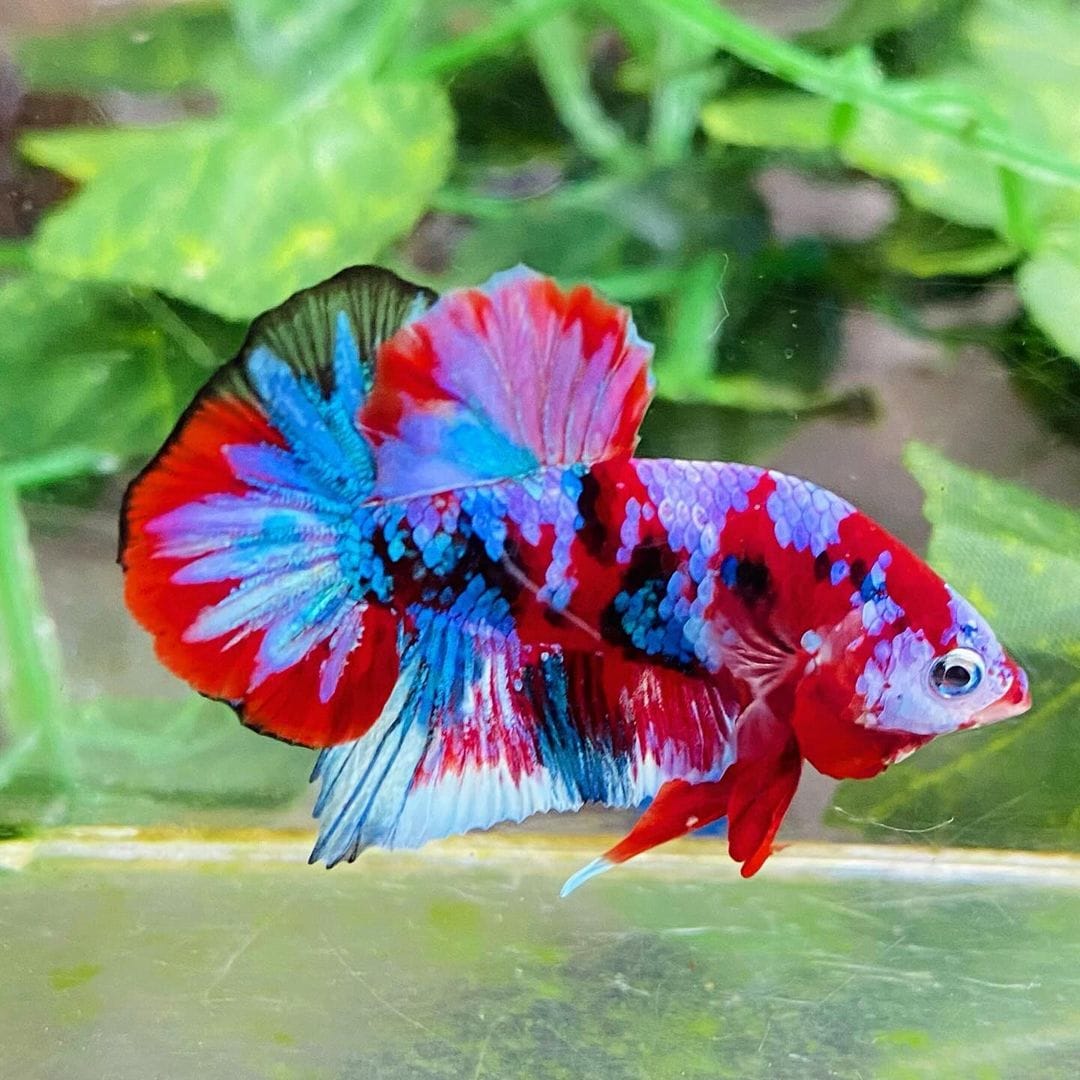 Customer photo review of Koi Red Galaxy Male Betta Fish High Grade | Buy 4 Get 1 Free | Mystery Betta