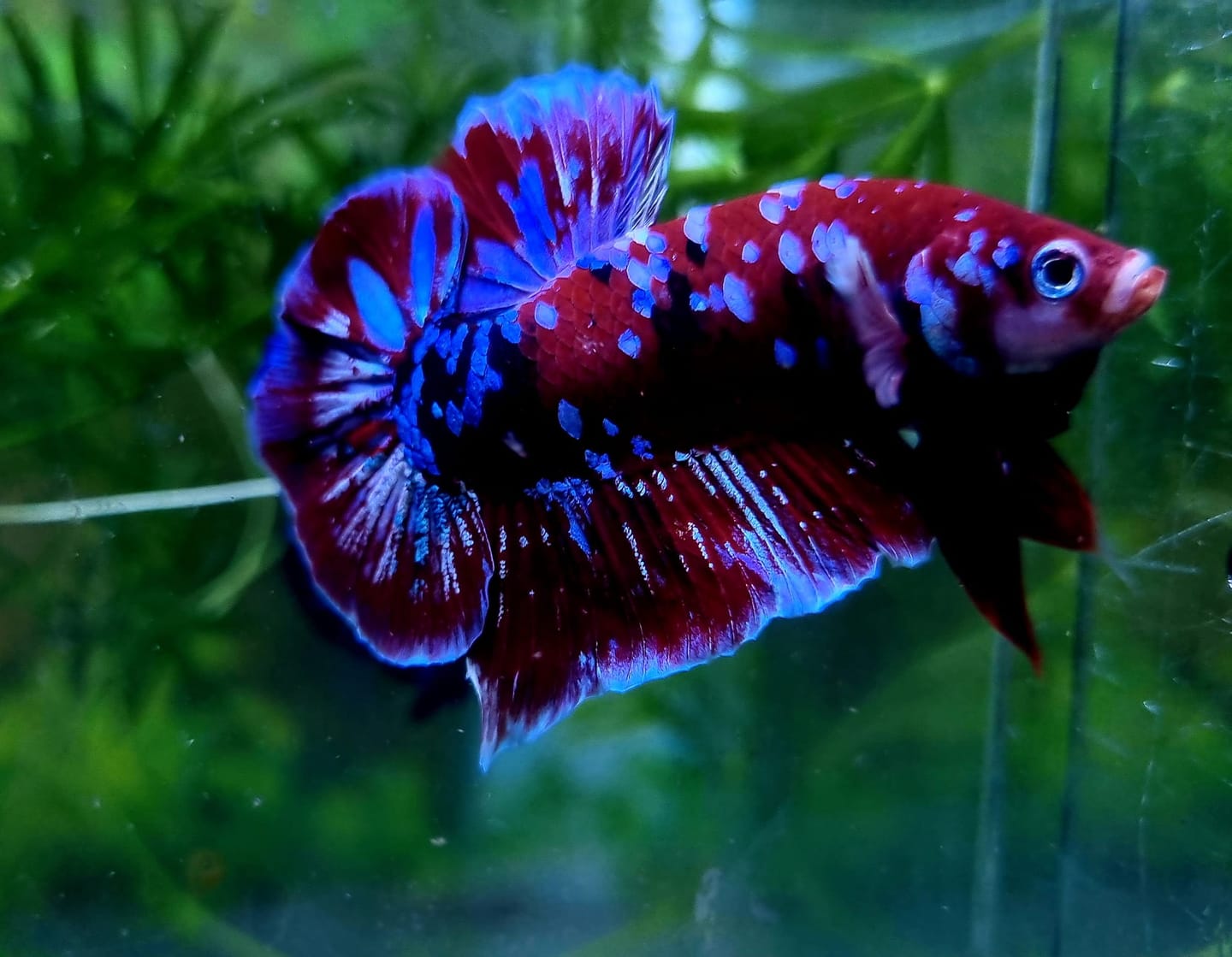Customer photo review of Koi Red Galaxy Male Betta Fish High Grade | Buy 4 Get 1 Free | Mystery Betta