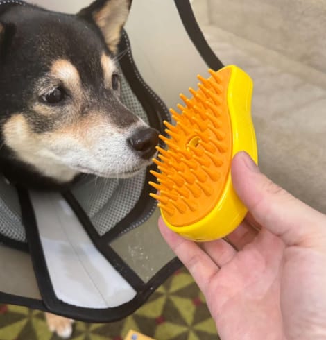 Customer photo review of PetGlo Steam Brush