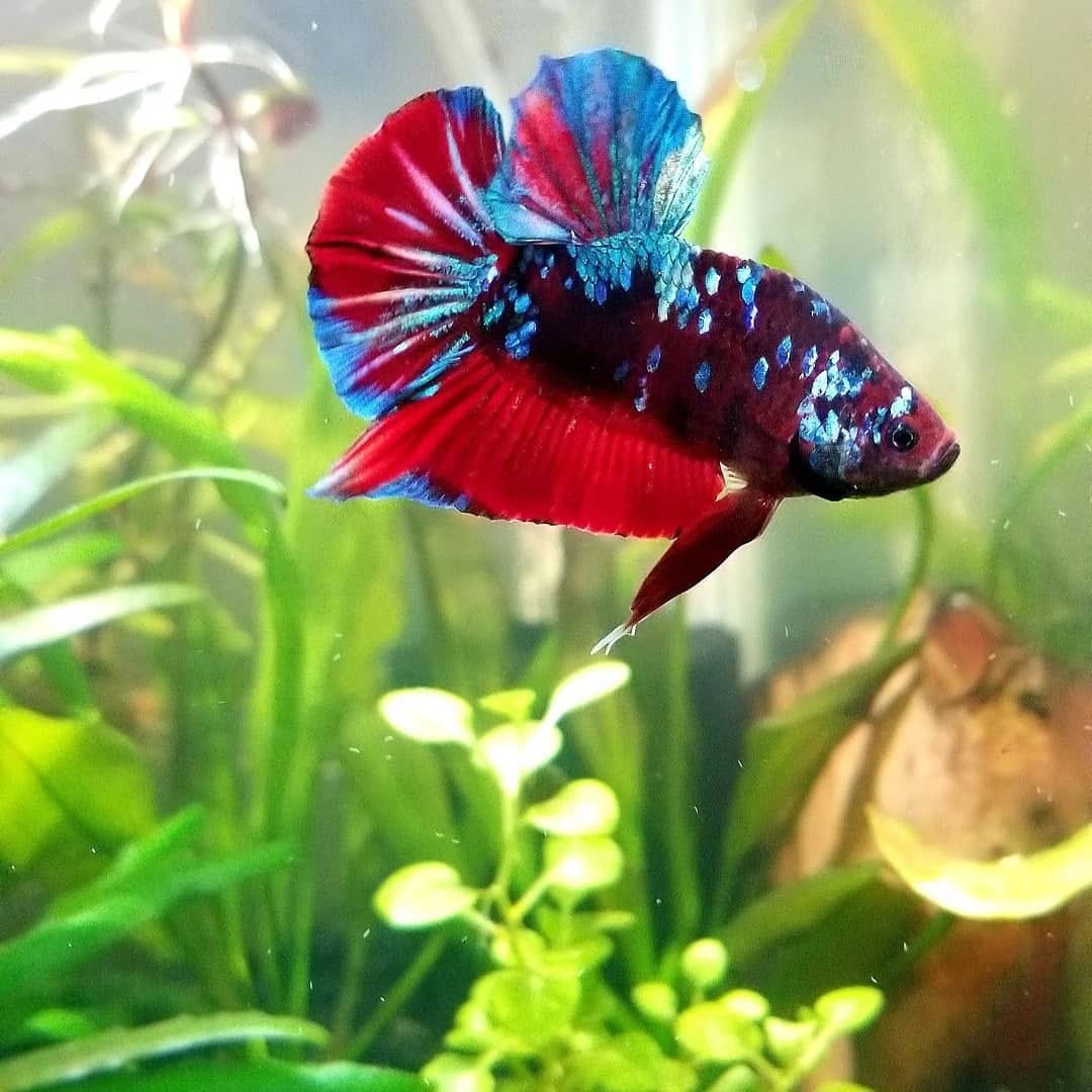 Customer photo review of Koi Red Galaxy Male Betta Fish High Grade | Buy 4 Get 1 Free | Mystery Betta