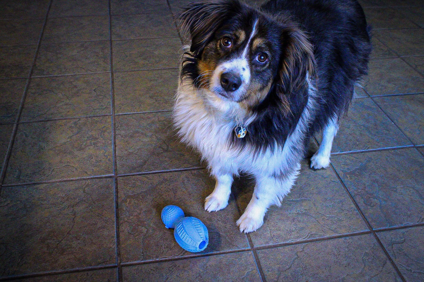 Customer photo review of Gnaw Guard Foam Toys