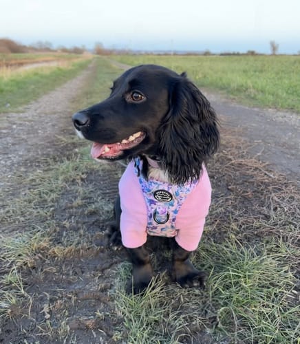 Customer photo review of Tough Trails™ Harness - Tiny Diny - Patterned Border