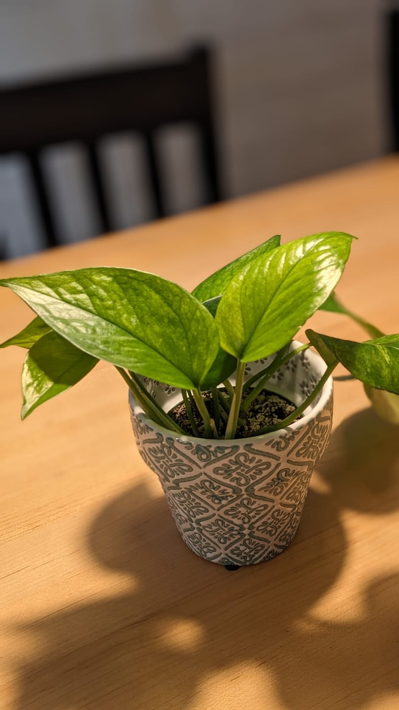 Customer photo review of Pothos Epipremnum aureum 'Jessenia'