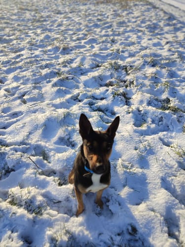 Customer photo review of Collier Anti Aboiement PuppySafe