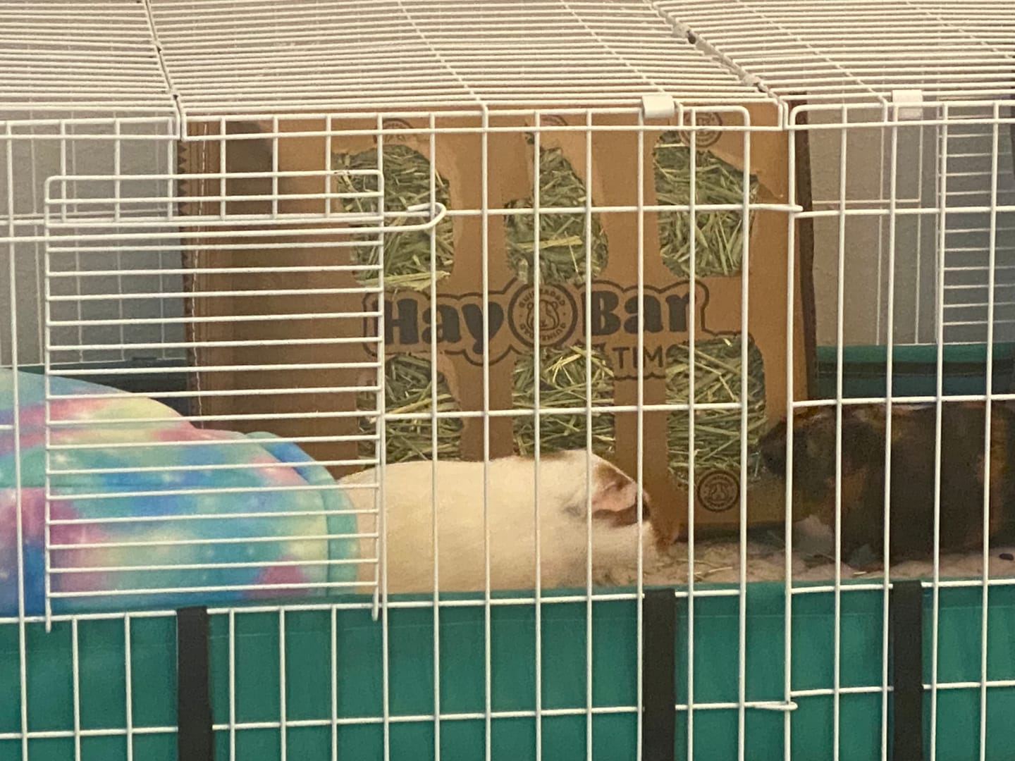 Customer photo review of Timothy Hay Bar for Guinea Pigs (5 Pack)