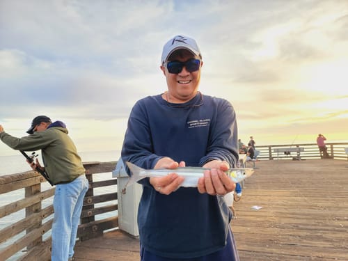 Customer photo review of Fisherman's Life® Jiggy Jigs 20g, 30g, 40g 50g (Four Color Variations)