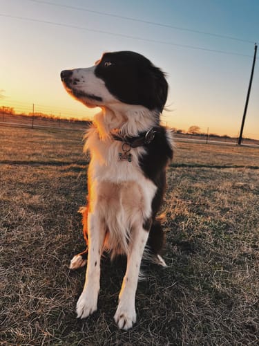 Customer photo review of Dog Tag Style 9