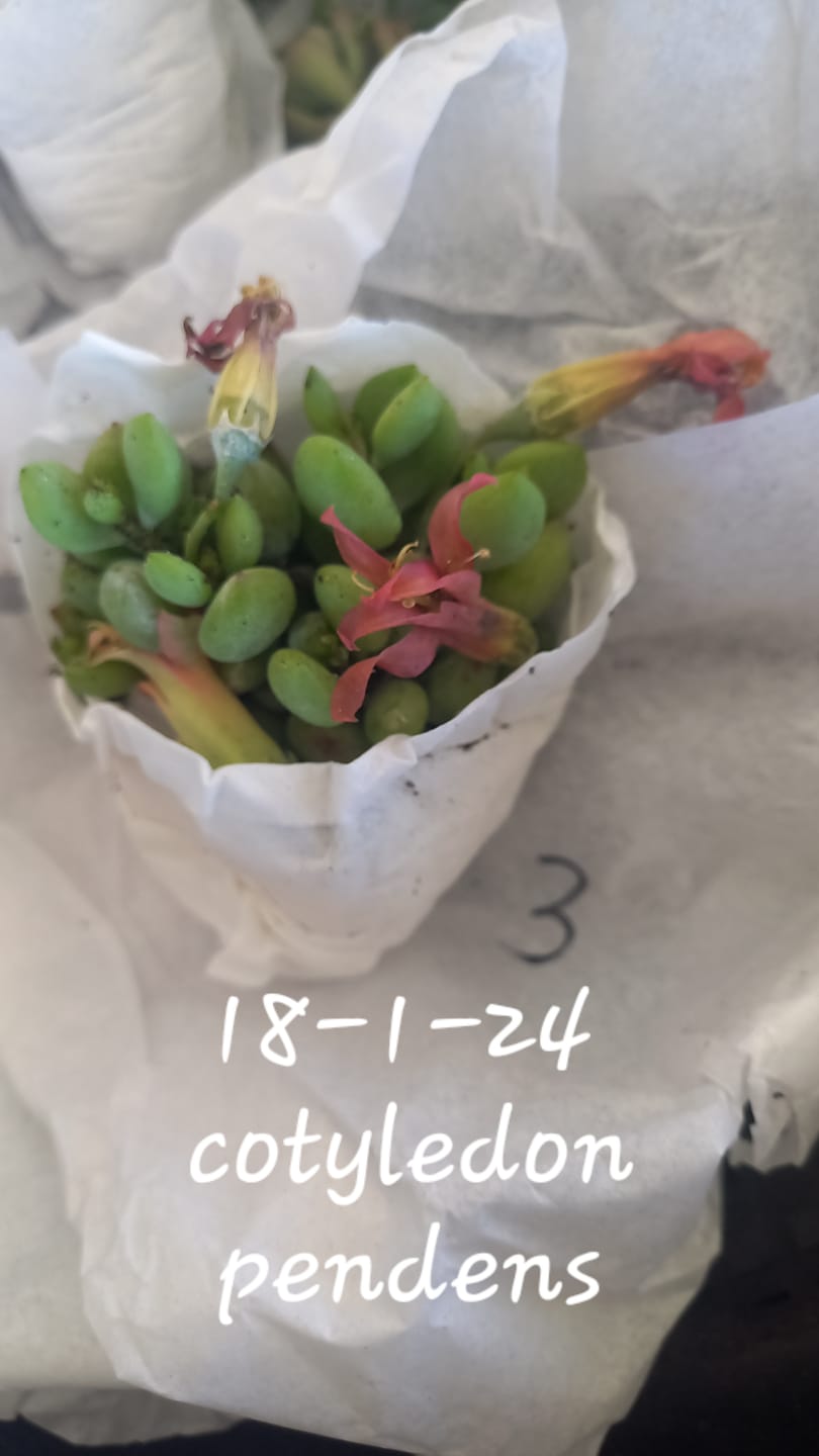 Customer photo review of Cotyledon pendens